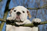 BULLDOG ANGLAIS 090